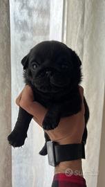 Carlino maschio nero con Pedigree Enci