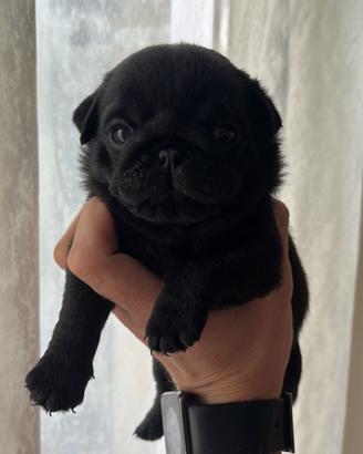 Carlino maschio nero con Pedigree Enci