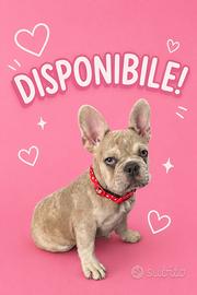 Buldog francese