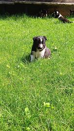Cuccioli borde collie