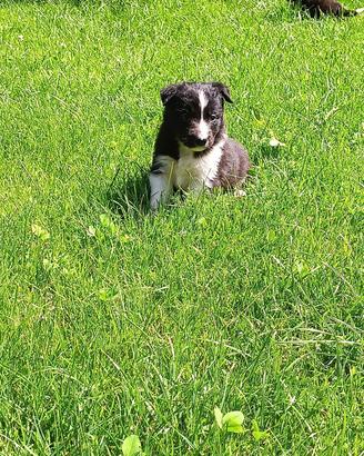 Cuccioli borde collie