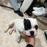 Cuccioli bulldog francese
