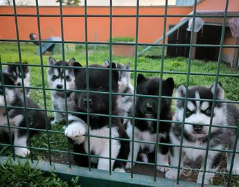 Husky cuccioli con pedigree