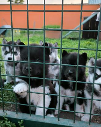 Husky cuccioli con pedigree