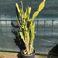 Opuntia Monacantha pianta grassa