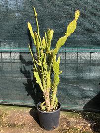 Opuntia Monacantha pianta grassa
