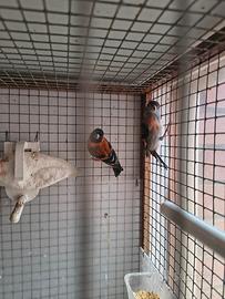 Cardinalini del Venezuela