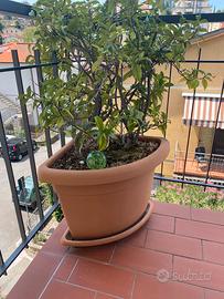 Vaso angolare con bell Gelsomino