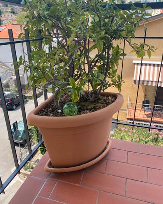 Vaso angolare con bell Gelsomino