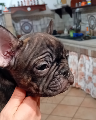 Bulldog