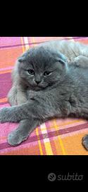 Scottish fold