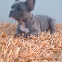 Bulldog francese