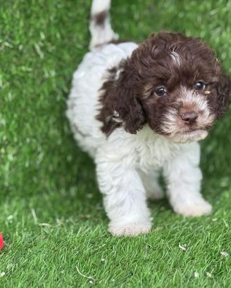 Lagotto romagnolo
