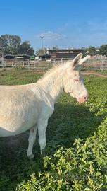 Pony asini asinelle puledri