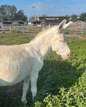 Pony asini asinelle puledri