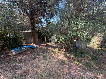 TER. AGRICOLO A CASCIANA TERME LARI