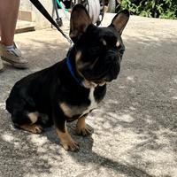 Bulldog francese per monta