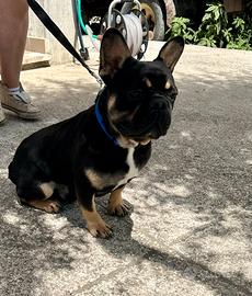 Bulldog francese per monta
