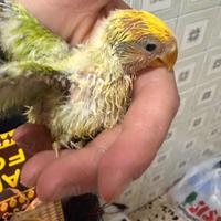 Inseparabile da imbecco