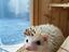 Immagine 1