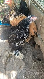 Galline razza Brahma