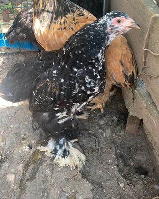 Galline razza Brahma