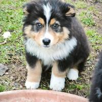 Pastore australiano black tricolor