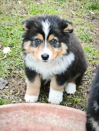 Pastore australiano black tricolor