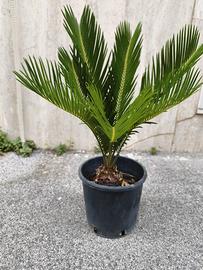 Pianta Cycas