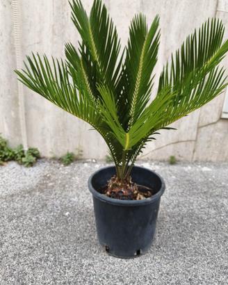 Pianta Cycas