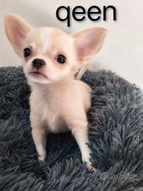 Chihuahua toy