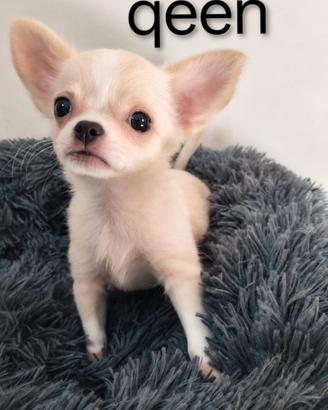 Chihuahua toy