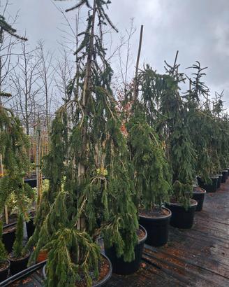 picea inversa 