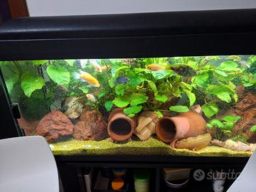 Acquario