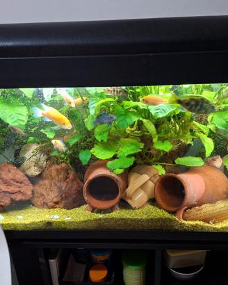 Acquario