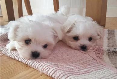Maltesini little