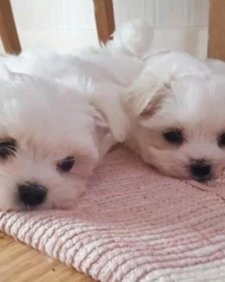 Maltesini little
