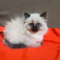 Gattini persiani Himalayani