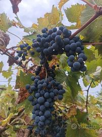 uva per vino