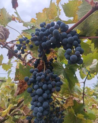 uva per vino