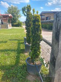 TAXUS AUREA