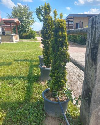 TAXUS AUREA
