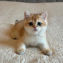 Brittish shorthair black golden