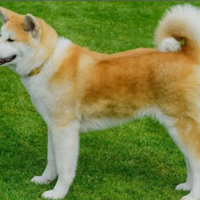 Akita inu