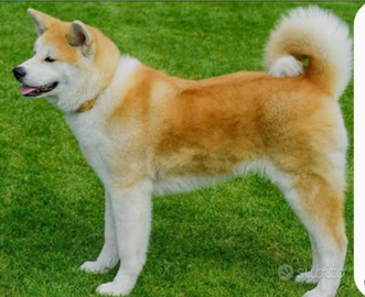 Akita inu