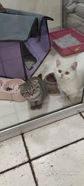 Cuccioli di gattini scottish straight