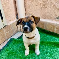 Cucciola jack russell terrier tricolore