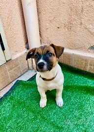 Cucciola jack russell terrier tricolore