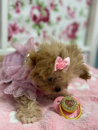 Maltipoo Femmina