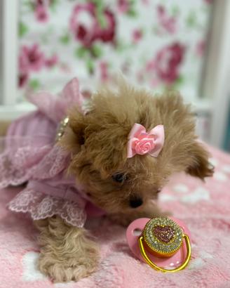 Maltipoo Femmina